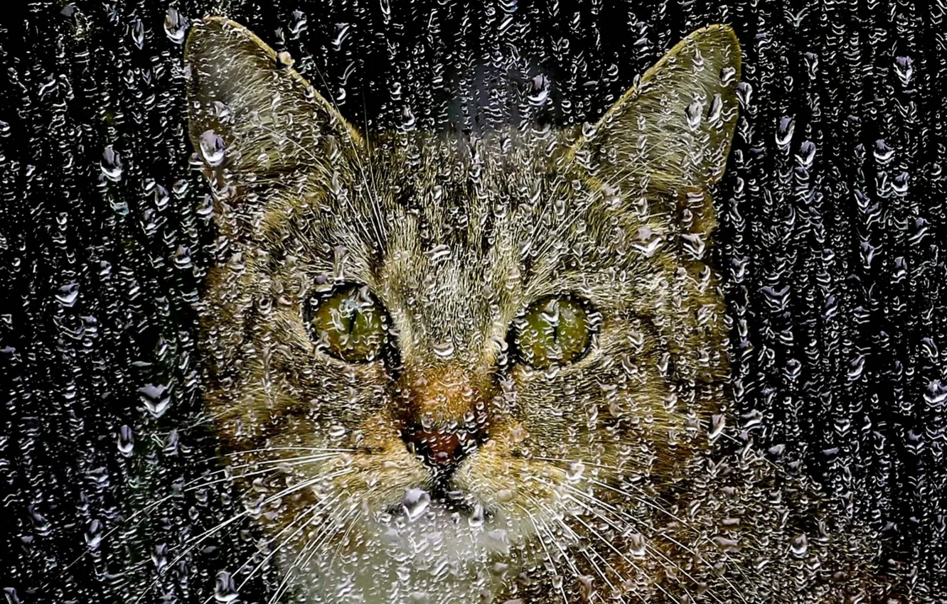 Photo wallpaper glass, face, drops, rain, Cat, window