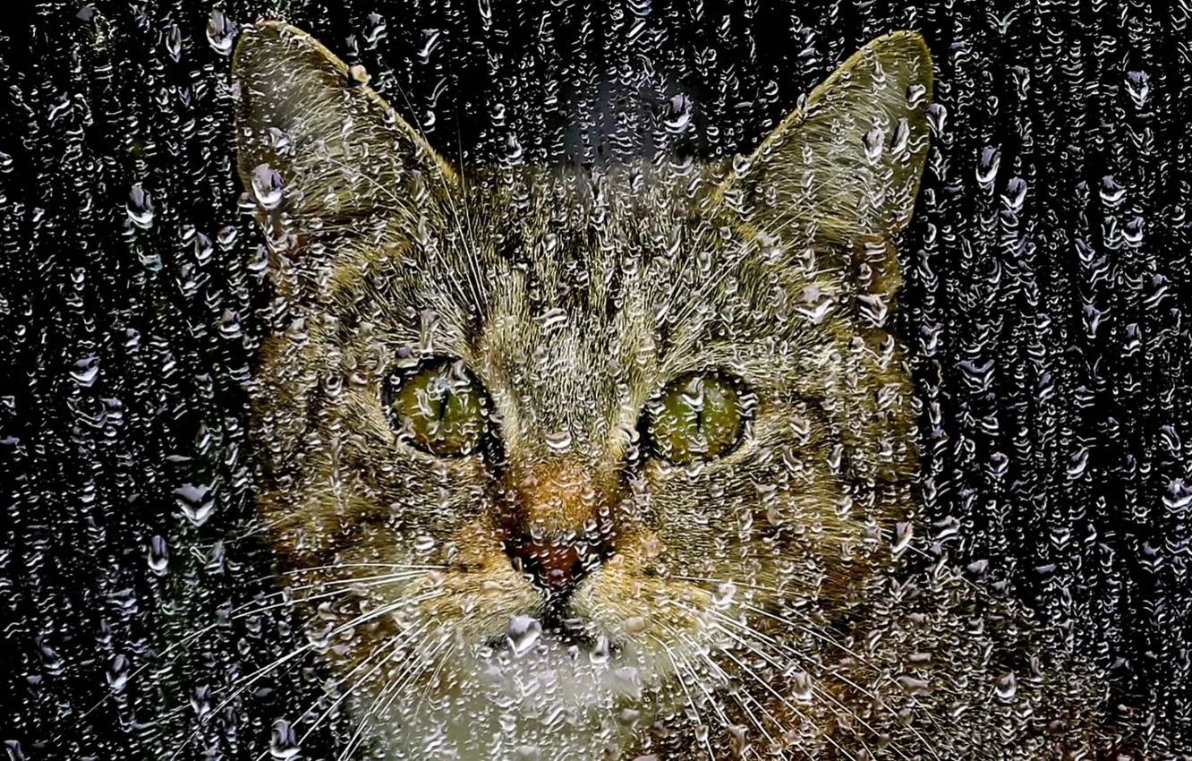 Photo wallpaper cat, glass, face, drops, rain, window