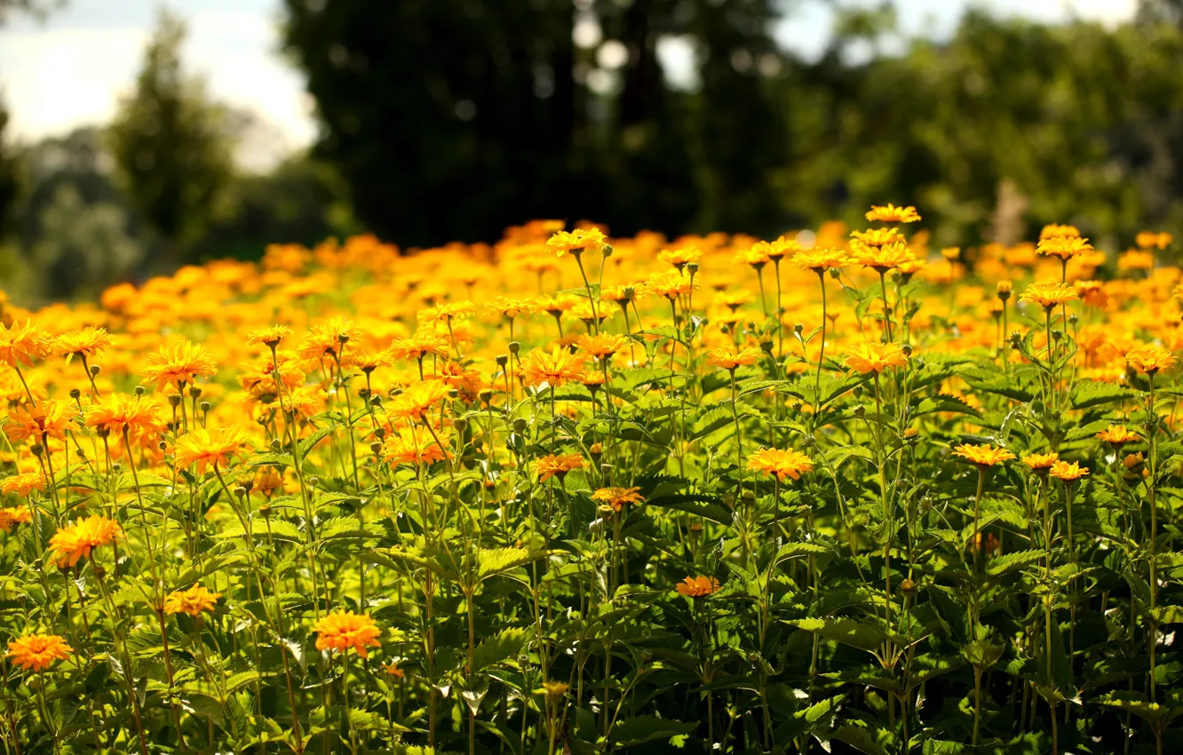 Photo wallpaper leaves, trees, branches, stem, buds, trees, leaves, bokeh