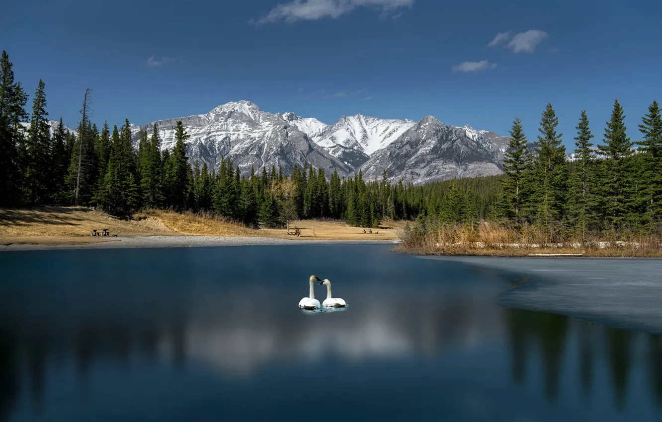 Photo wallpaper forest, the sky, snow, mountains, lake, blue, bird, shore