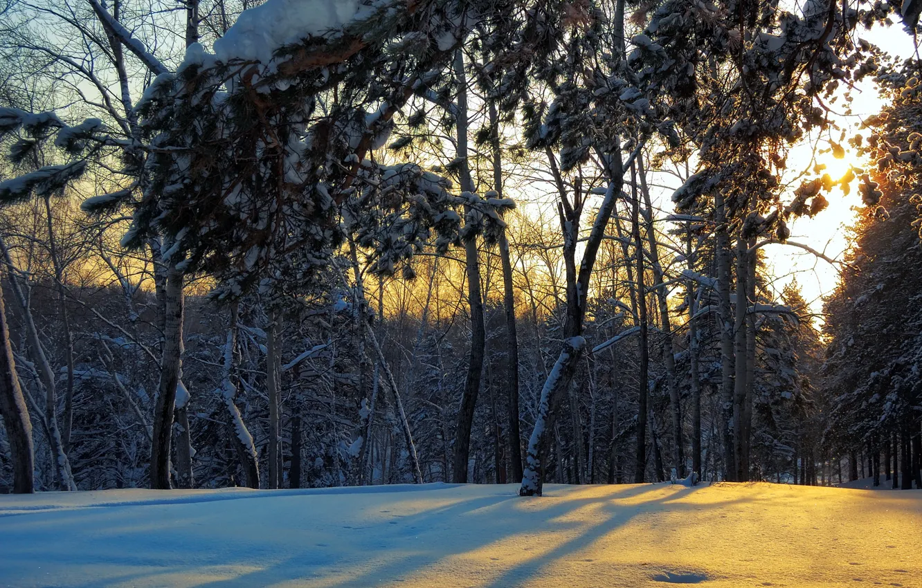 Photo wallpaper winter, forest, landscape