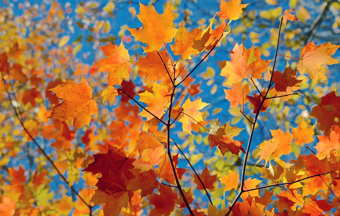 Photo wallpaper autumn, leaves, nature