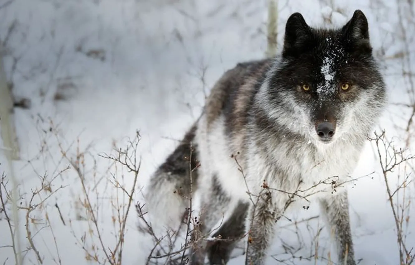 Photo wallpaper Predator, nature, animal, wolf, wildlife, portrait, portrait., Canis lupus. face