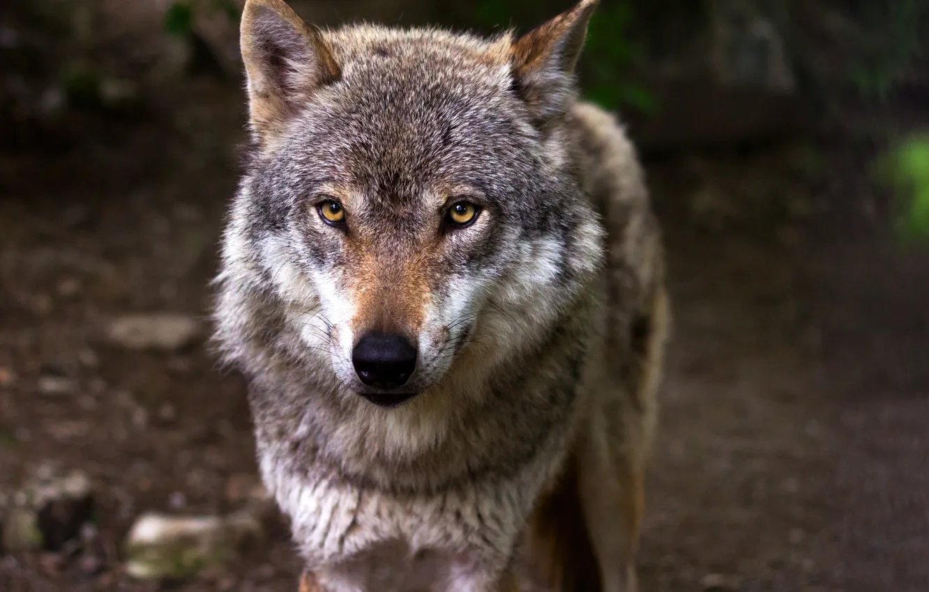 Photo wallpaper nature, Gray Wolf, face, animal, wolf, canis lupus, wildlife, head