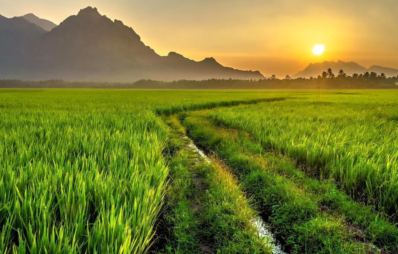 Photo wallpaper road, field, the sun, mountains