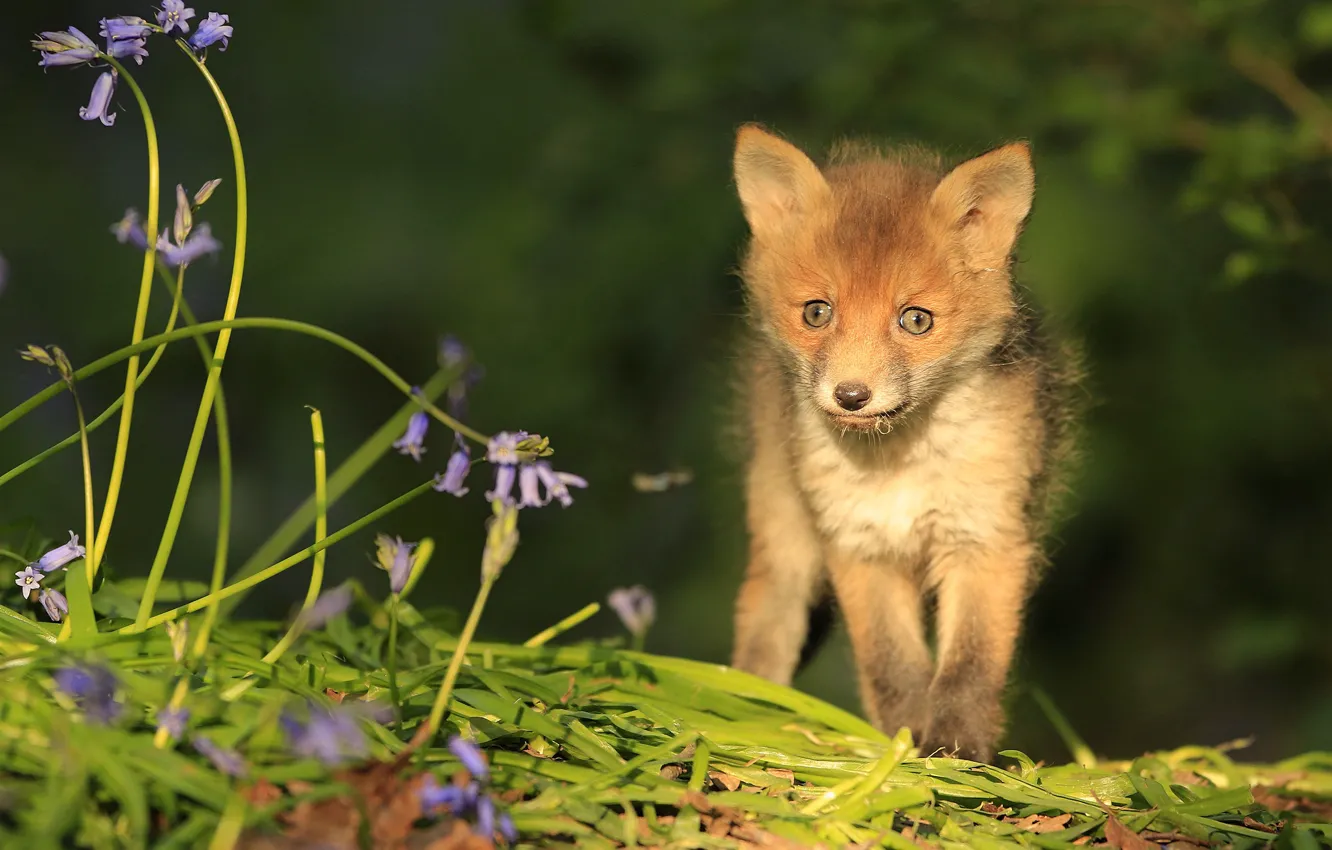 Photo wallpaper look, leaves, light, flowers, nature, green, background, Fox