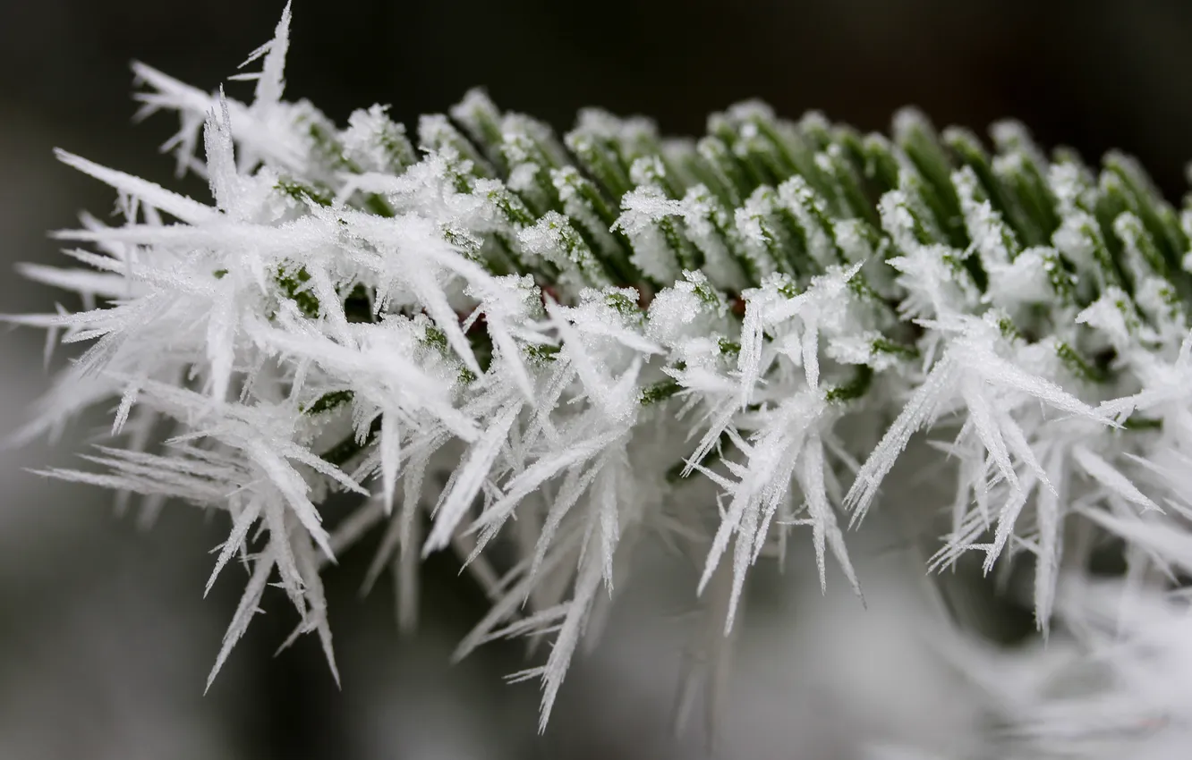 Photo wallpaper winter, frost, macro, snow, nature, branch, frost