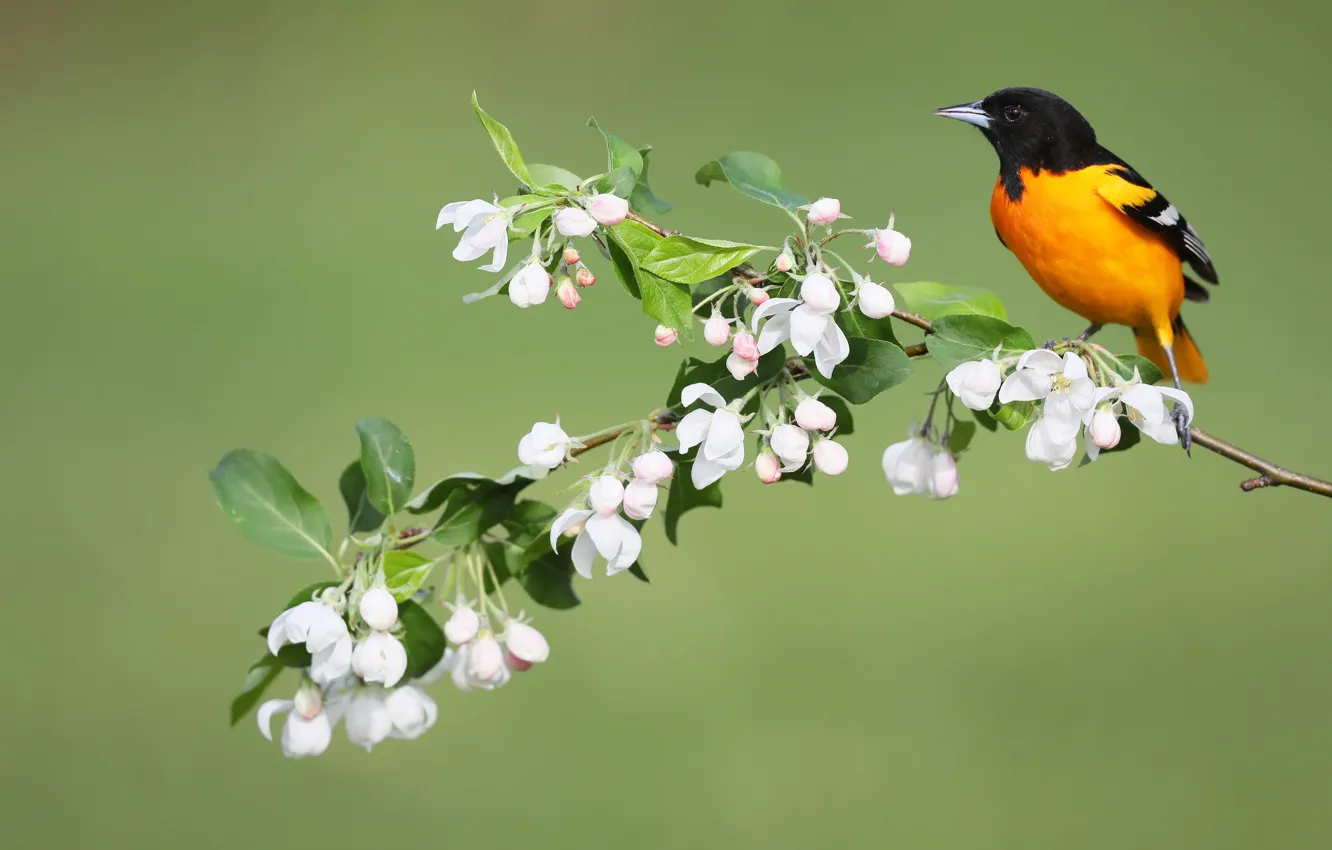 Photo wallpaper flowers, bird, spring, Baltimore colored troupial, Baltimore Oriole