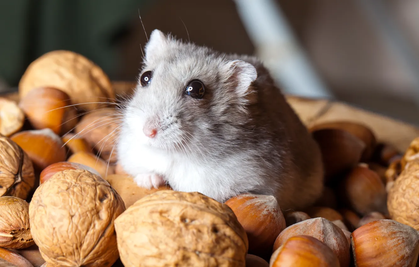 Photo wallpaper hamster, nuts, rodent, nuts, Hamsters, Rodents