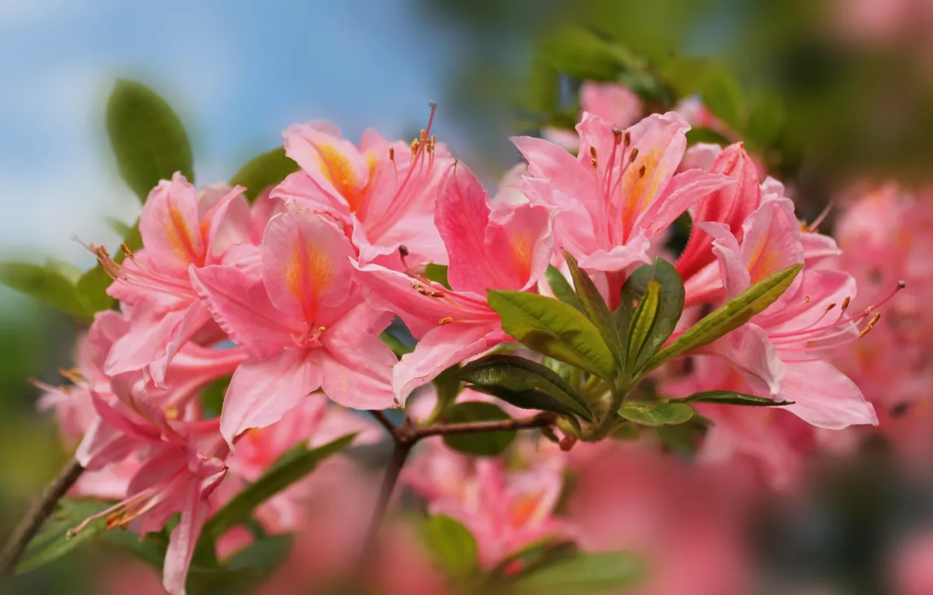 Photo wallpaper background, Azalea, rhododendrons