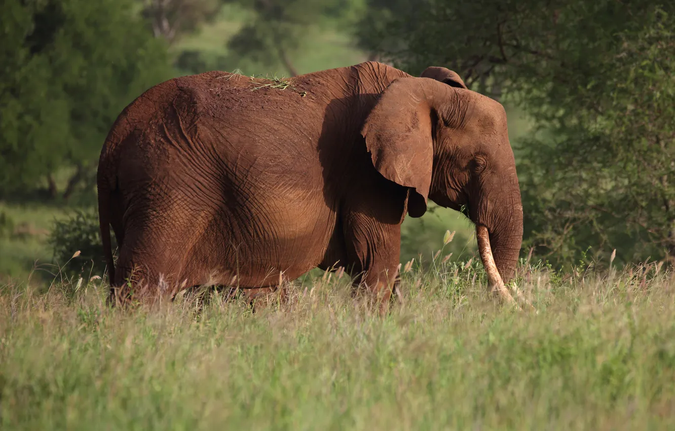 Photo wallpaper grass, nature, elephant, profile, walk, tusks, Pozzo