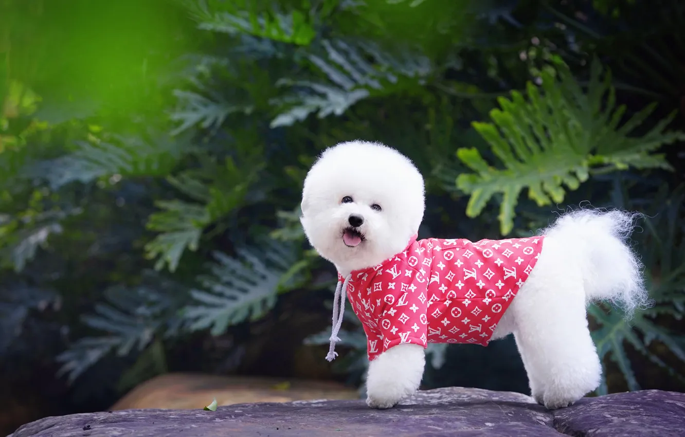 Photo wallpaper look, nature, pose, dog, face, Bichon Frise