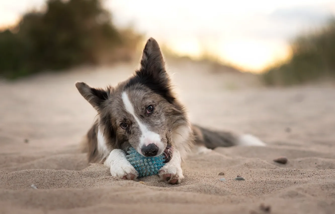 Photo wallpaper look, nature, dog