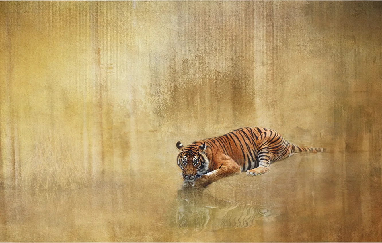 Photo wallpaper tiger, reflection, background, treatment, lies, pond, photoart