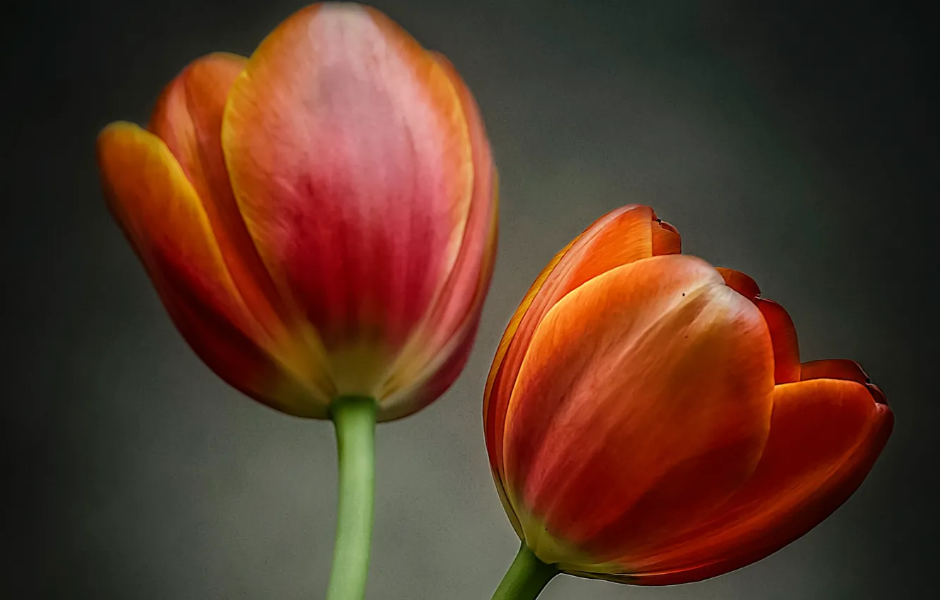 Photo wallpaper macro, Tulip, petals