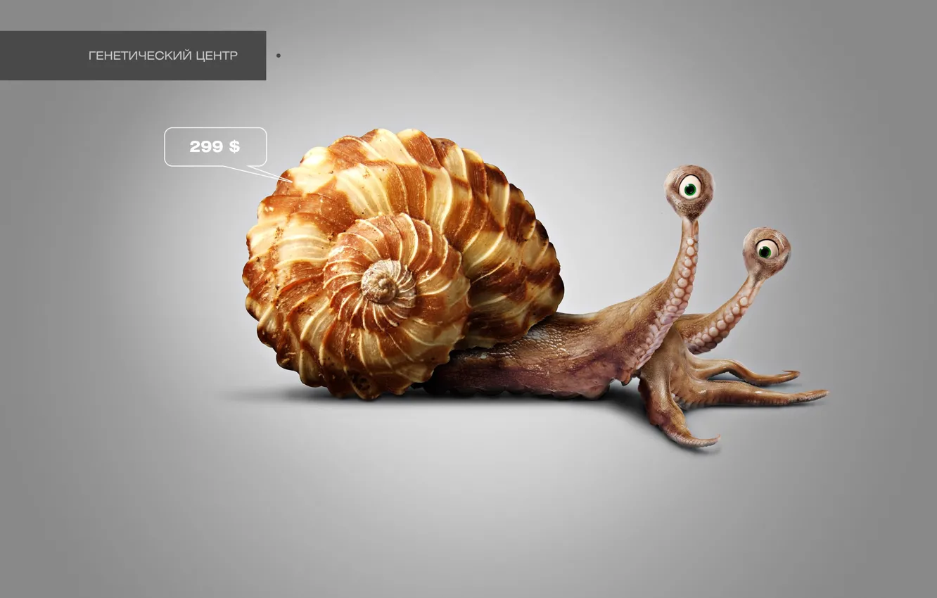 Photo wallpaper design, snail, octopus