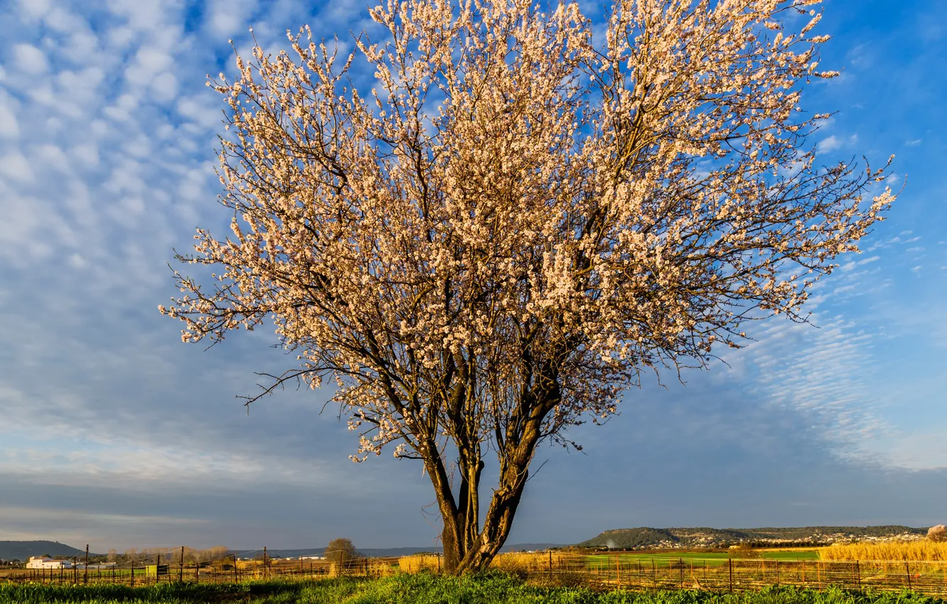Photo wallpaper clouds, grass, the sky, spring, flowering, flowers, trees