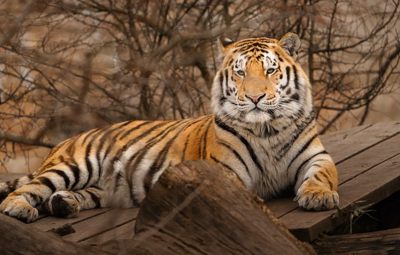 Photo wallpaper look, face, branches, tiger, pose, Board, lies