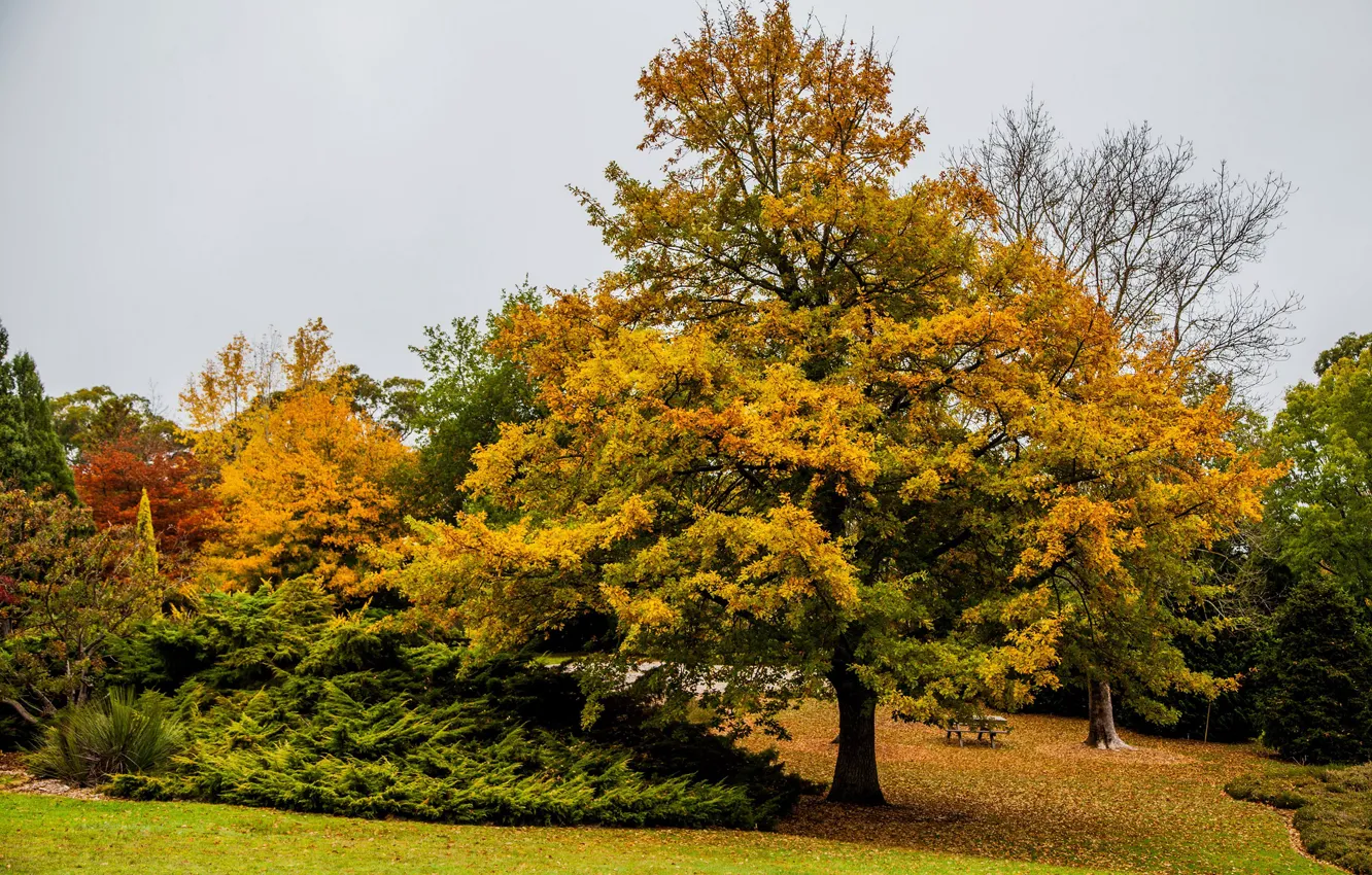Photo wallpaper autumn, leaves, trees, yellow, Park, Australia, shop, table