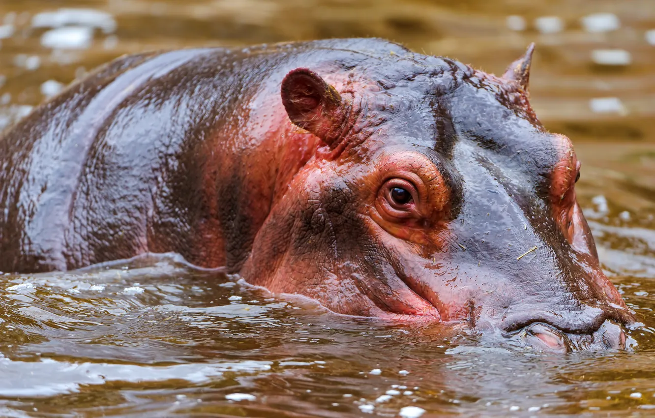 Photo wallpaper water, giant, Hippo