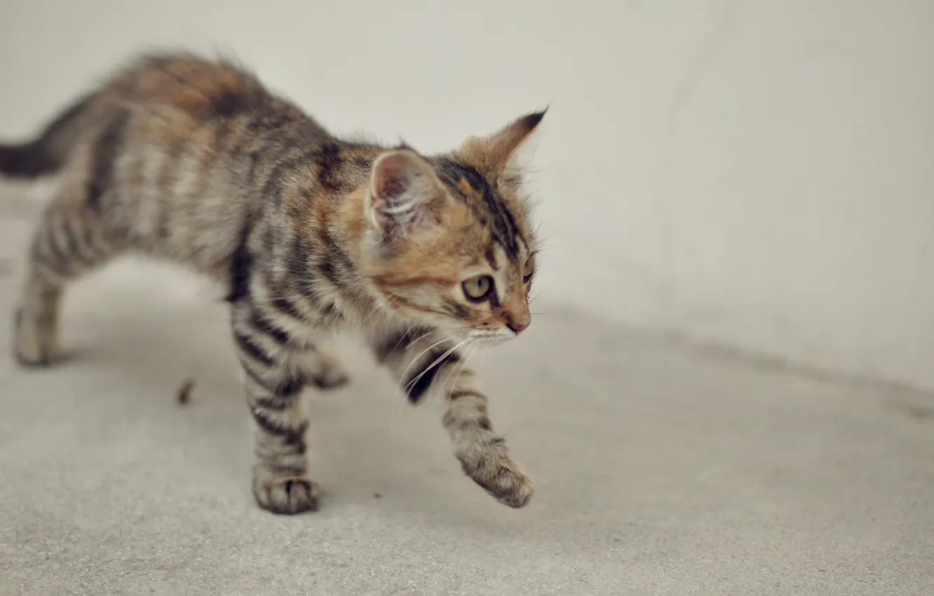 Photo wallpaper cat, orange, grey, animal, Wallpaper, kitty, cat, home