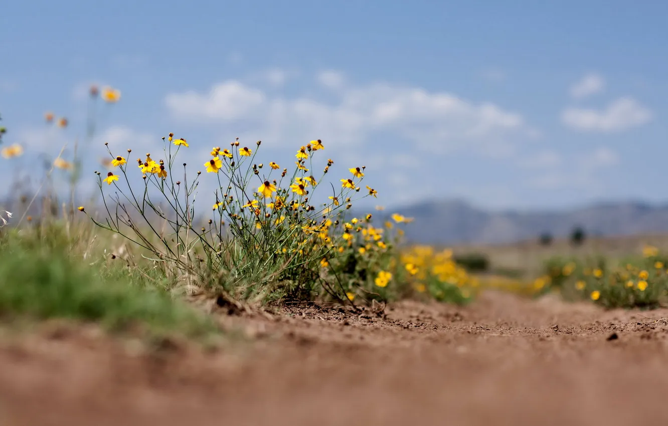 Photo wallpaper macro, flowers, nature