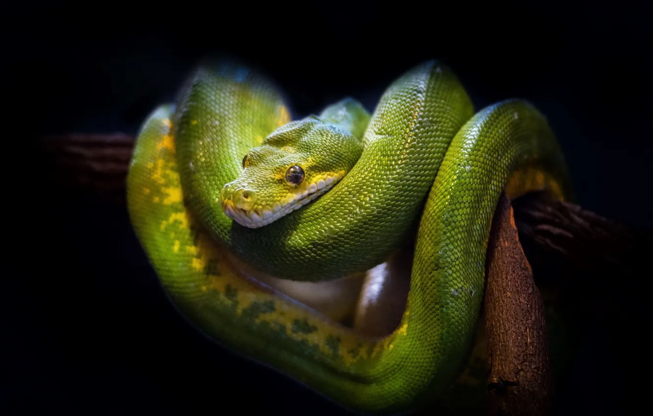 Photo wallpaper nature, background, Green Tree Snake