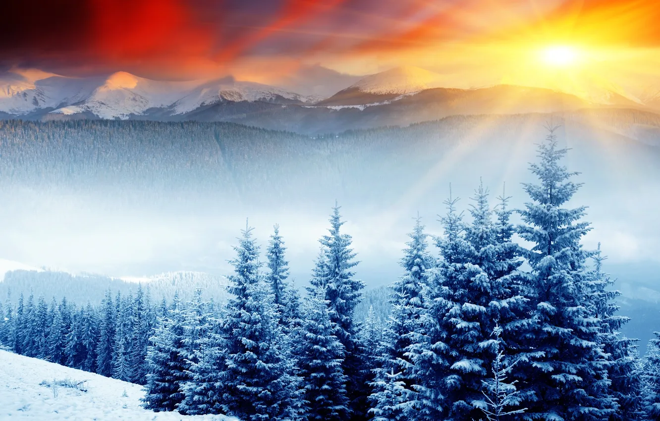 Photo wallpaper forest, the sun, snow, tree, hills