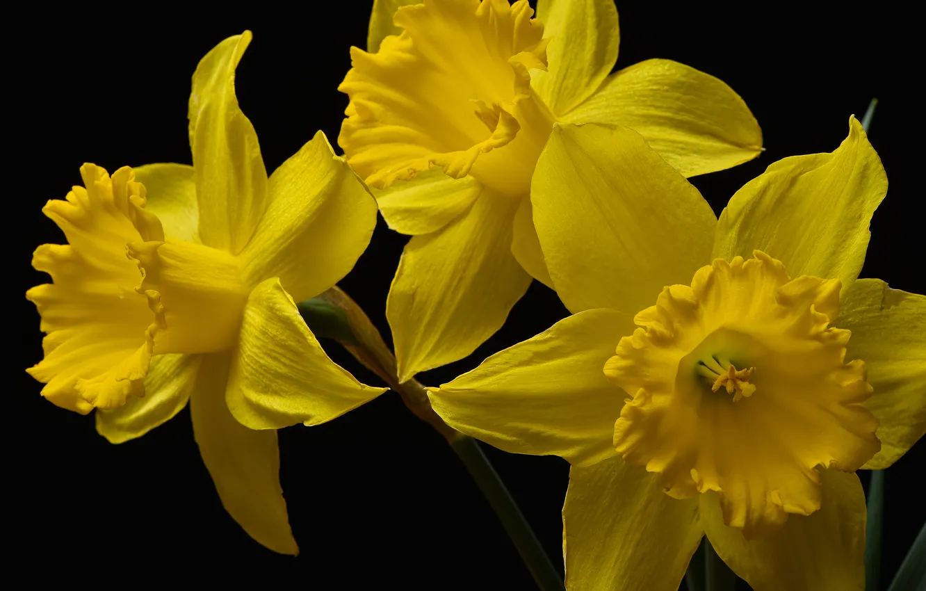 Photo wallpaper macro, petals, trio, black background, yellow, daffodils