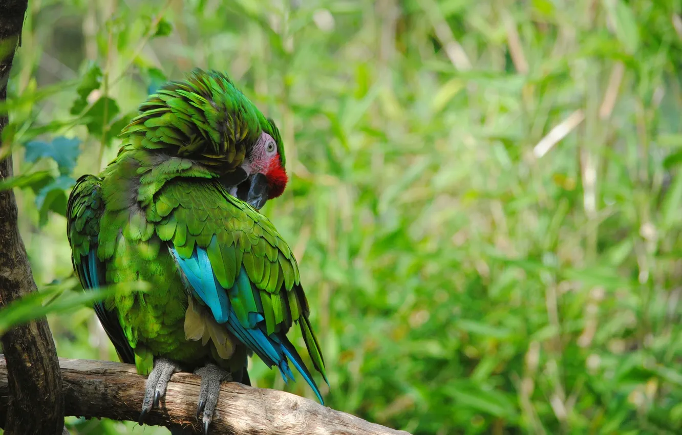 Photo wallpaper forest, nature, bird, branch, parrot