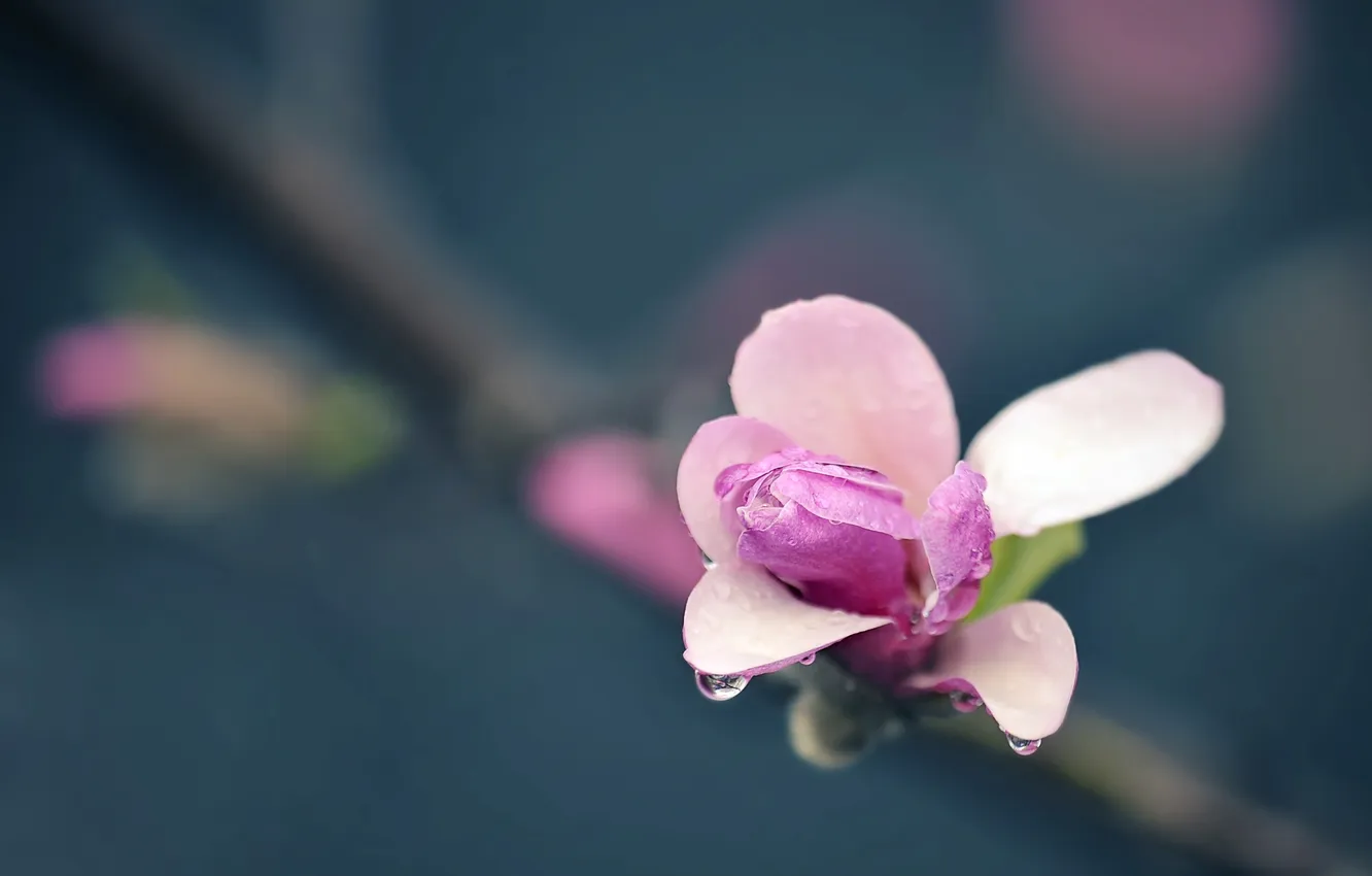 Photo wallpaper flower, drops, macro, photo, plants, petals, pink, branch