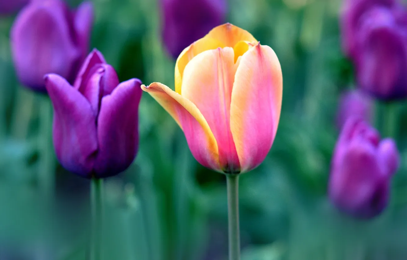 Photo wallpaper nature, petals, garden, stem, meadow, tulips
