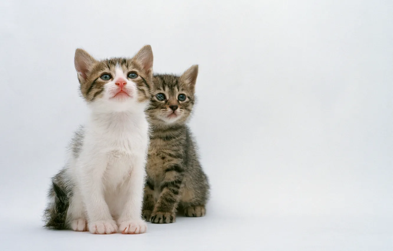Photo wallpaper cat, cat, kitty, two, cat