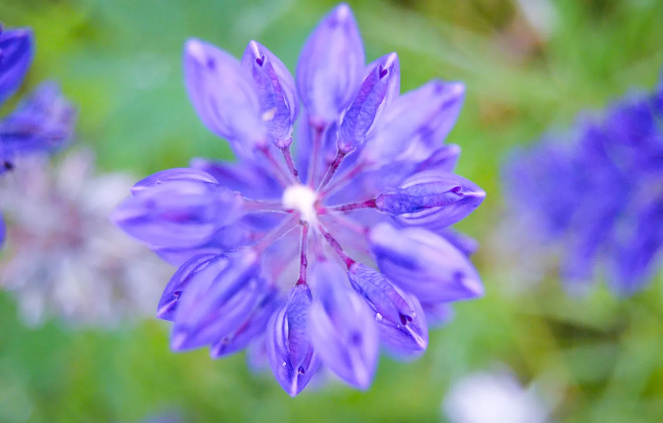 Photo wallpaper forest, purple, flowers, morning, forest, nature of Russia