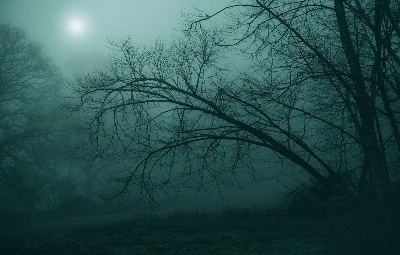 Photo wallpaper forest, trees, nature, fog