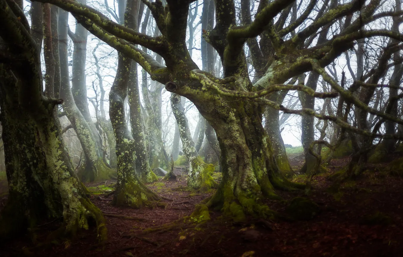 Photo wallpaper forest, trees, nature, branch, France, moss