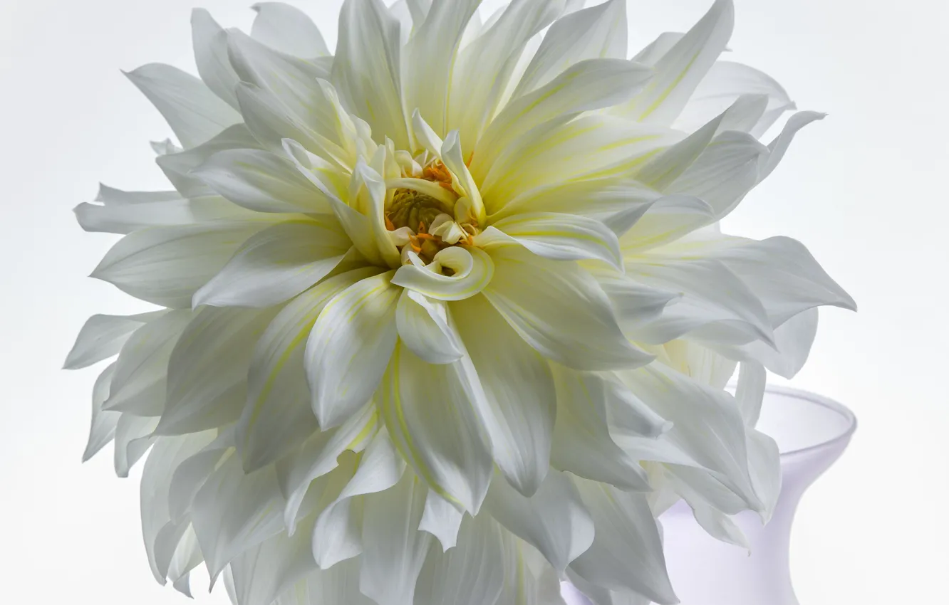 Photo wallpaper flower, Dahlia, white Dahlia