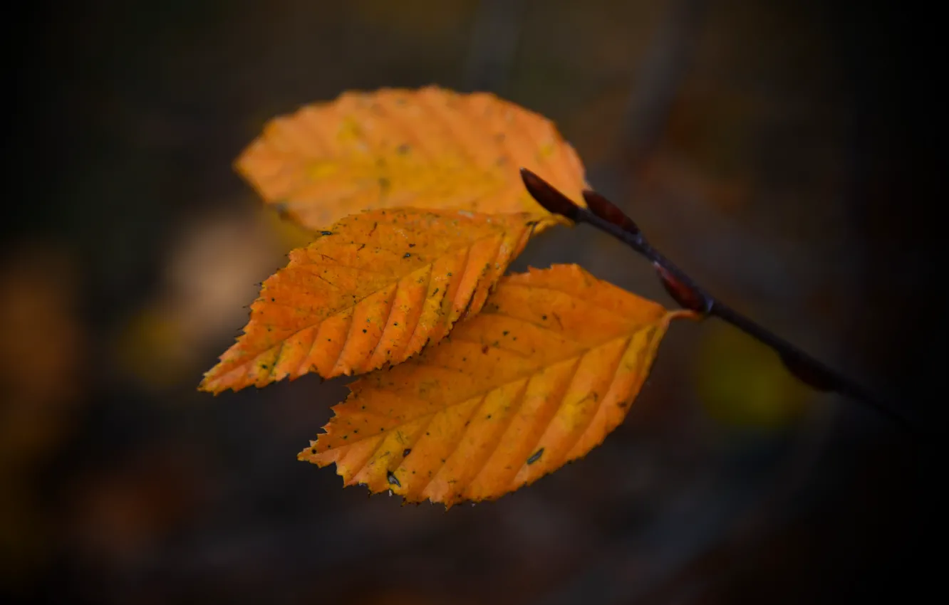 Photo wallpaper autumn, Foliage, Beechenblätter