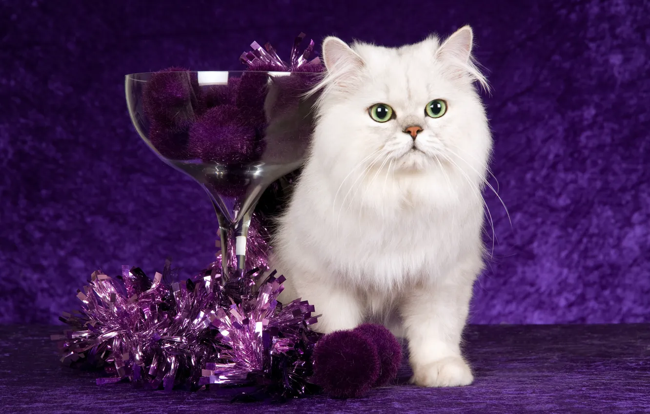 Photo wallpaper cat, white, purple, cat, look, glass, balls, pose