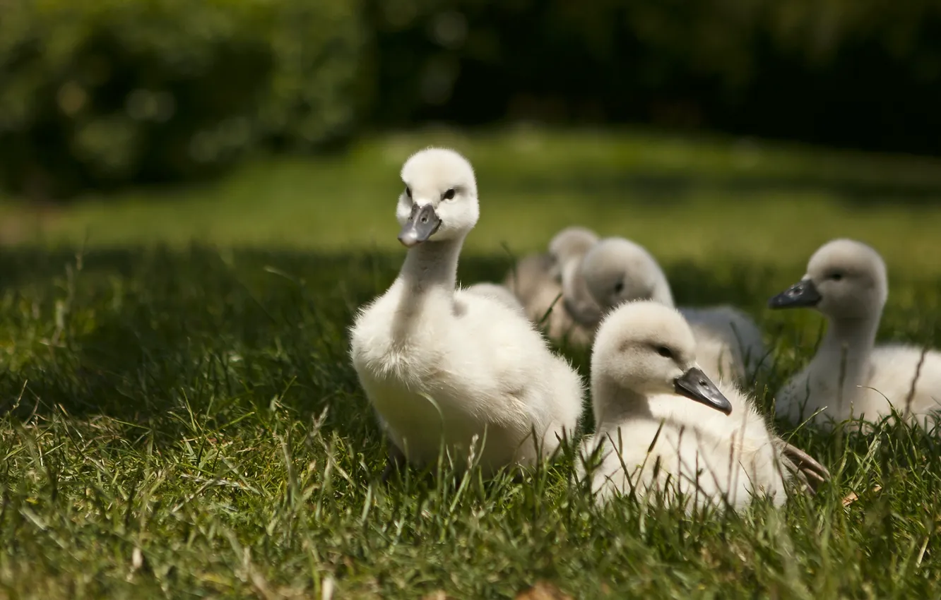 Photo wallpaper grass, walk, swans, Chicks