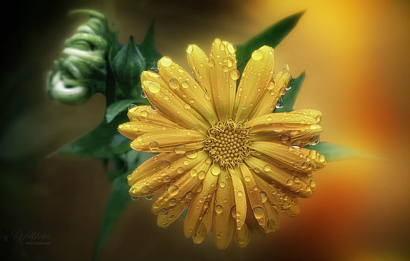 Photo wallpaper water, drops, macro, yellow, Rosa, petals, buds