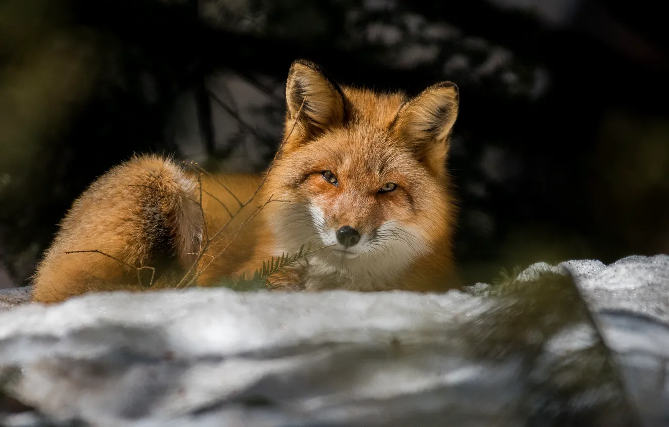 Photo wallpaper winter, look, light, snow, branches, shadow, Fox, lies