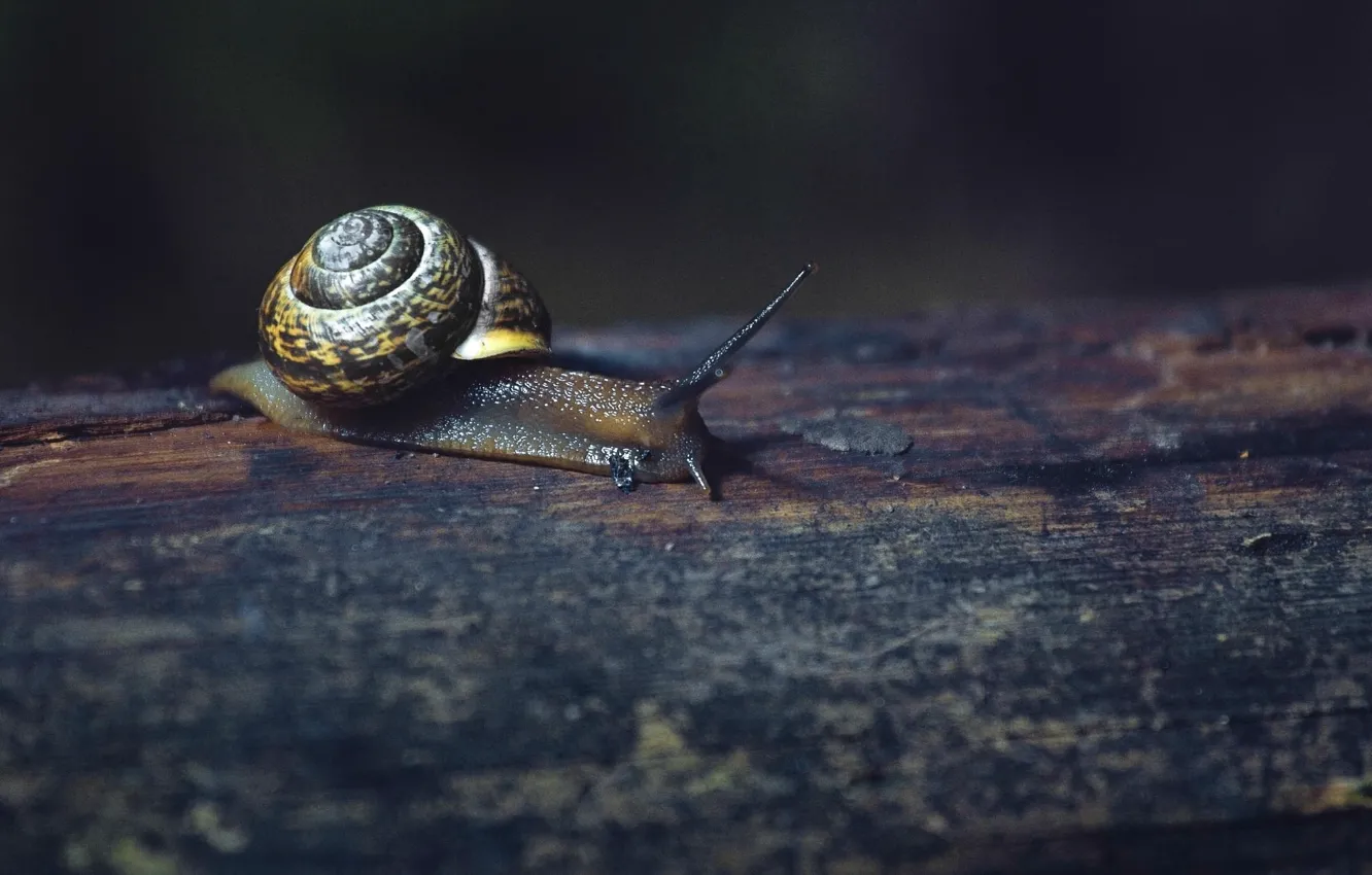 Photo wallpaper macro, snail, Board, photographer, Pasha Ivanov