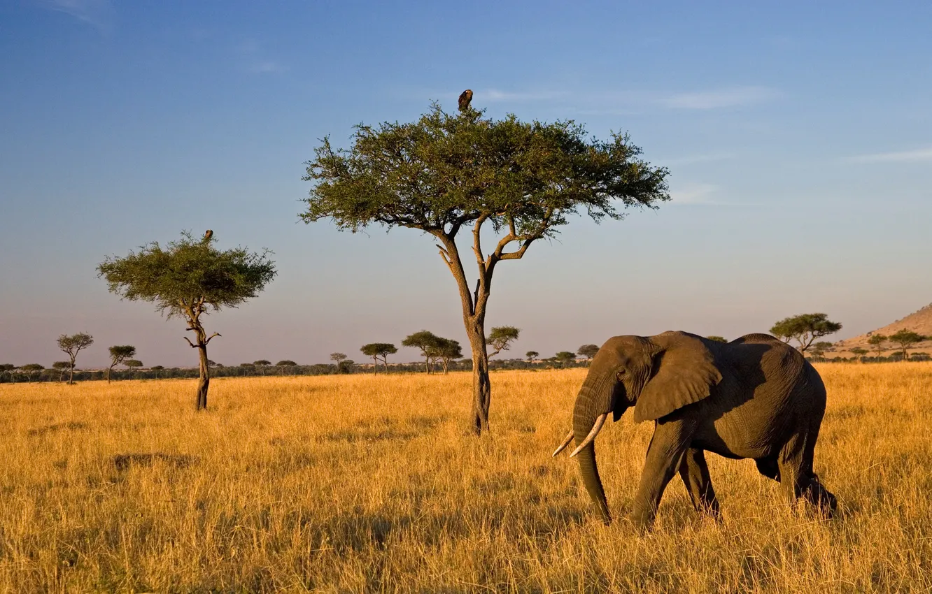 Photo wallpaper field, the sky, clouds, trees, landscape, nature, animal, bird