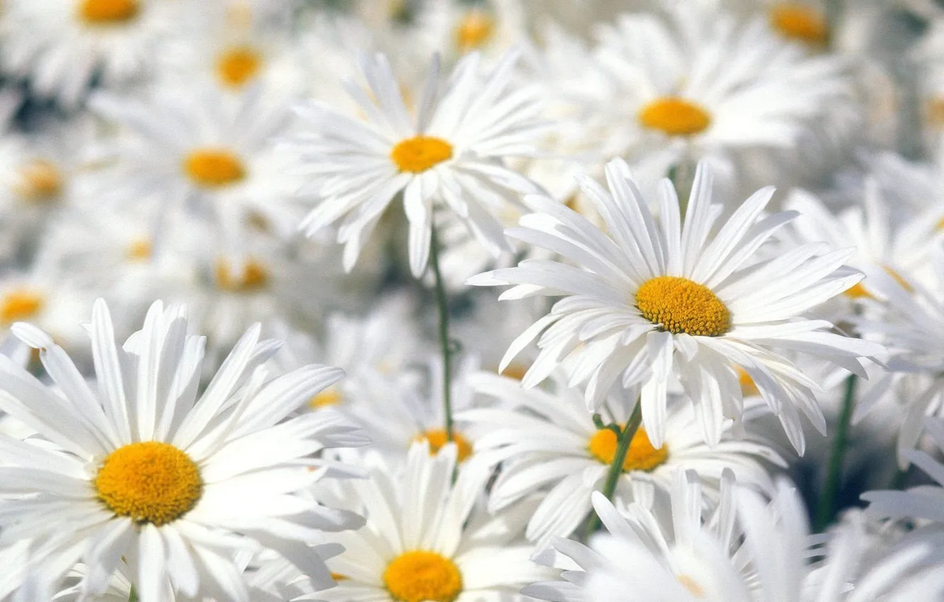 Photo wallpaper Flowers, White, Chamomile