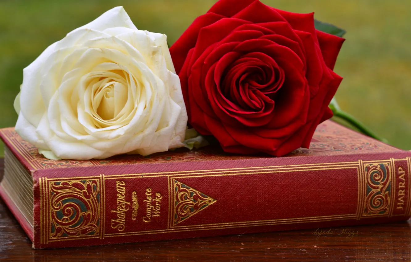 Photo wallpaper roses, book, buds