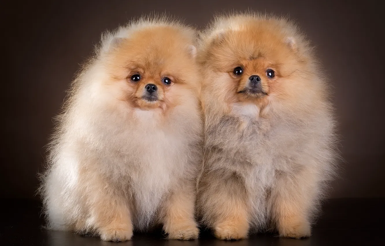 Photo wallpaper puppies, pair, Spitz