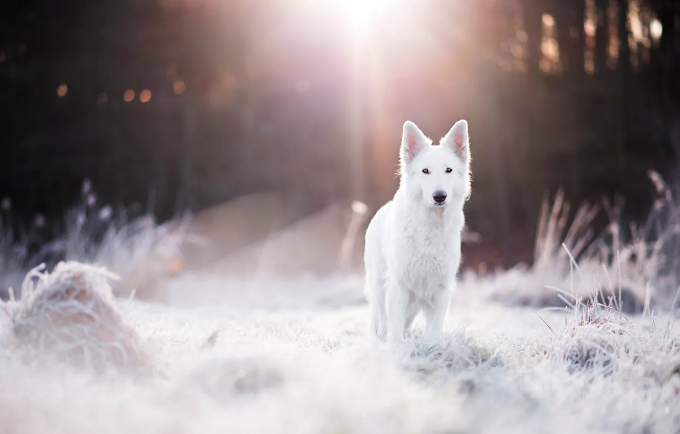 Photo wallpaper winter, frost, forest, grass, light, dog, bokeh, Swiss shepherd dog
