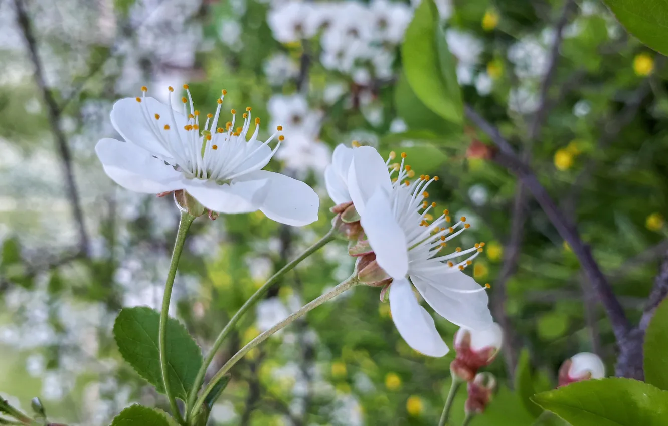 Photo wallpaper nature, cherry, flowering