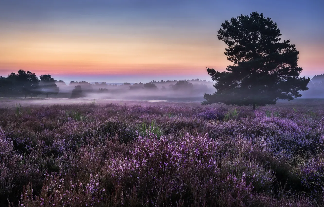 Photo wallpaper field, fog, morning